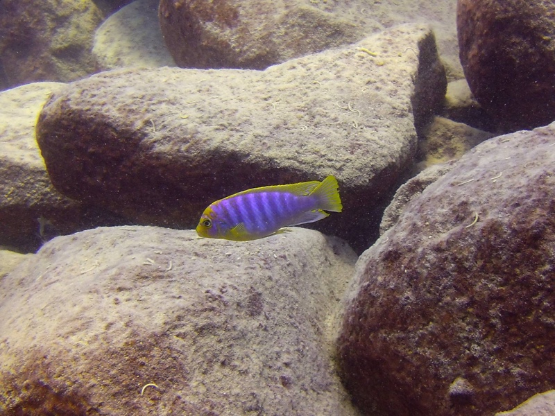 Maylandia hajomaylandi 'Chizumulu Island'
